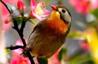 ALEGRIA DAS MINHAS MANHÃS – Wanda Rop